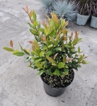 Leucothoe Little Flames