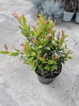 Leucothoe Little Flames