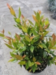 Leucothoe Little Flames