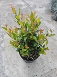 Leucothoe Little Flames