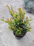 Leucothoe Little Flames