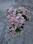 Hortensja hydrangea Double Dutch Pink - M