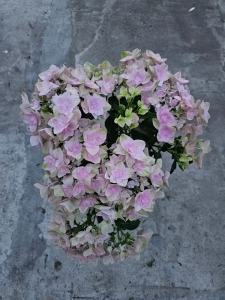 Hortensja hydrangea Double Dutch Pink - M