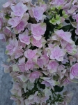 Hortensja hydrangea Double Dutch Pink - M