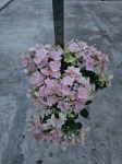 Hortensja hydrangea Double Dutch Pink - M