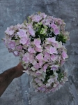 Hortensja hydrangea Double Dutch Pink - M