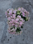 Hortensja hydrangea Double Dutch Pink - M