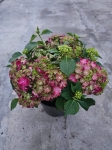 Hortensja hydrangea Mophead Red - M