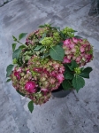 Hortensja hydrangea Mophead Red - M