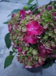 Hortensja hydrangea Mophead Red - M