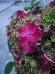 Hortensja hydrangea Mophead Red - M