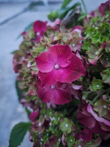 Hortensja hydrangea Mophead Red - M