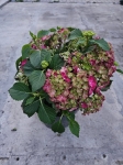 Hortensja hydrangea Mophead Red - M