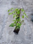 Powojnik Clematis Elsa Spath - L