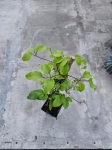 Powojnik Clematis Elsa Spath - L