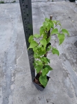 Powojnik Clematis Elsa Spath - L