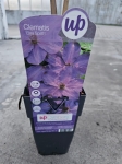 Powojnik Clematis Elsa Spath