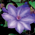 Powojnik Clematis Elsa Spath - kolor kwiatów (zdjęcie poglądowe)