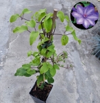 Powojnik Clematis Elsa Spath - L
