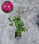Powojnik Clematis Ernest Markham - L