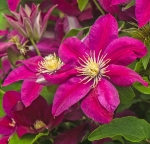 Powojnik Clematis Ernest Markham - kolor kwiatów (zdjęcie poglądowe)