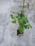 Powojnik Clematis Ernest Markham - L