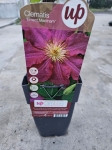Powojnik Clematis Ernest Markham