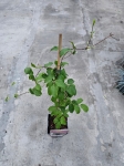Powojnik Clematis Ernest Markham - L