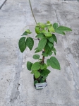 Powojnik Clematis Glasys Picard - L