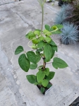 Powojnik Clematis Glasys Picard - L