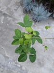 Powojnik Clematis Glasys Picard - L