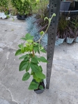 Powojnik Clematis Glasys Picard - L