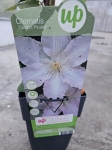 Powojnik Clematis Glasys Picard
