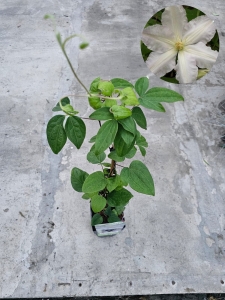 Powojnik Clematis Glasys Picard - L