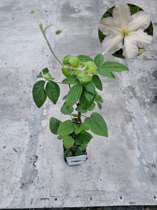 Powojnik Clematis Glasys Picard - L