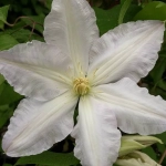 Powojnik Clematis Glasys Picard - kolor kwiatu ( zdjęcie poglądowe)