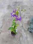 Powojnik Clematis Multi Blue - L