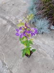 Powojnik Clematis Multi Blue - L