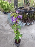 Powojnik Clematis Multi Blue - L