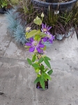 Powojnik Clematis Multi Blue - L
