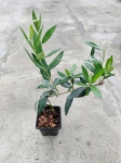 Oliwka Olea europaea - S
