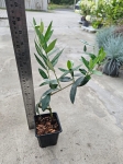 Oliwka Olea europaea - S