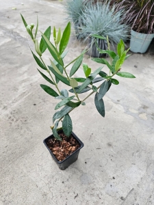Oliwka Olea europaea - S