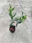 Oliwka Olea europaea - S