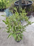 Oliwka Olea europaea - M