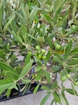 Oliwka Olea europaea - M
