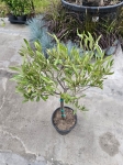 Oliwka Olea europaea - M