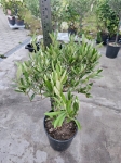 Oliwka Olea europaea - M