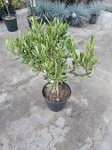 Oliwka Olea europaea - M