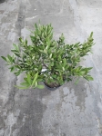 Oliwka Olea europaea - M